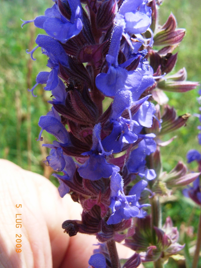 Salvia nemorosa